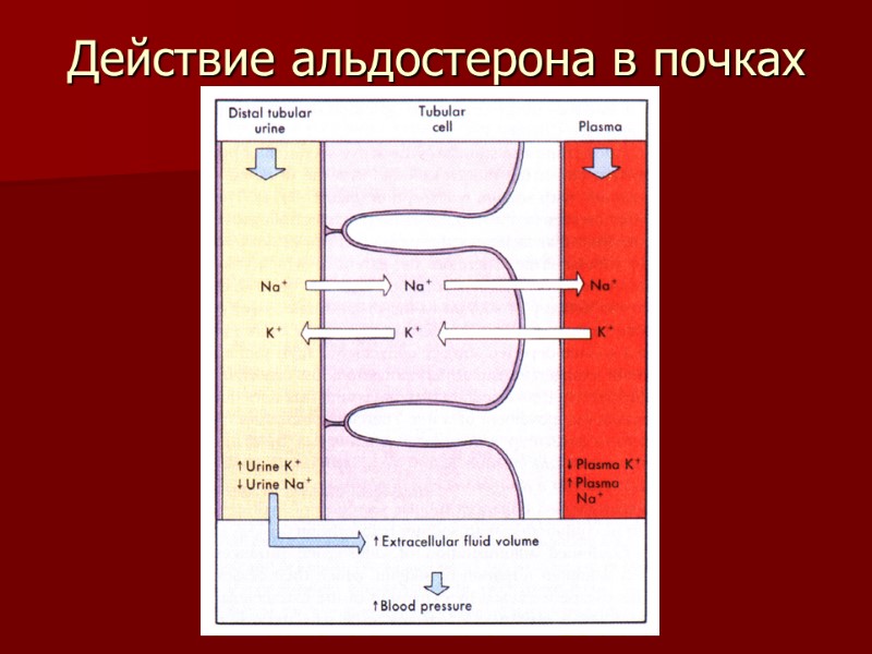 Действие альдостерона в почках